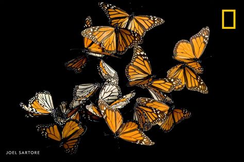 National Geographic on Twitter: "How much do you know about butterflies? History? Space? Learn something every day with the help of our new trivia bot: https://t.co/vtvM9Y8eAB… https://t.co/WSjttZVtVo" Love Galore Sza, Sza Love Galore, Sza Lyrics, Most Beautiful Butterfly, Joel Sartore, Estilo Real, Monarch Butterflies, Monarch Butterfly, Mountain Range