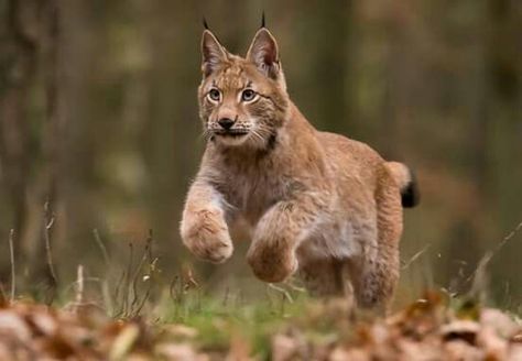 Lynx Jumping, Lynx Drawing, Lynx Pictures, Cat Tattoo Idea, Wild Cat Breeds, Lynx Lynx, Cat Tattoo Ideas, Animal Wallpapers, Cat Anatomy