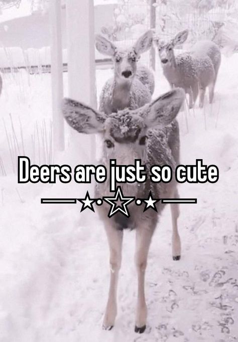 Whisper aesthetic wonyoungism coquette Cute Whispers, Coquette Animals, Aesthetic Wonyoungism, Whispers Aesthetic, Whisper App, Relatable Whispers, Animals Cute, Online Diary, Animal Pics