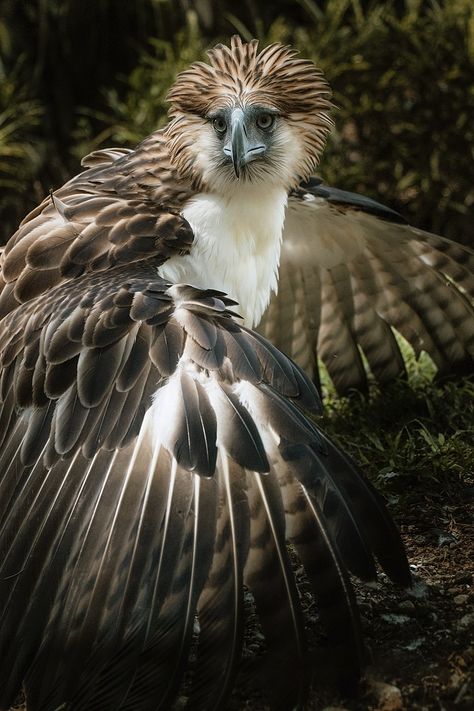 Philippine Eagle, Eagle Images, Eagle Wallpaper, Eagle Tattoo, Rare Birds, Bird Pictures, Endangered Species, Birds Of Prey, Creature Design