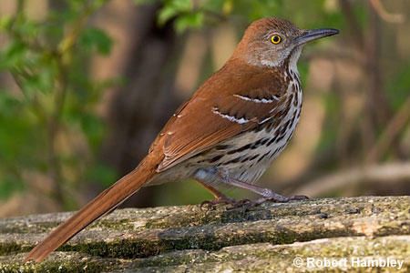 Michigan Brown Thrasher Bird: with the incredible play list. The Brown Thrasher is one of three members of the bird family Mimidae. All three improvise their song, and frequently mimic songs of other birds. They have no one song of their own. By Richard Havenga Ontario Birds, Wild Birds Photography, Brown Thrasher, Backyard Birds Sanctuary, Bird Identification, Wild Kratts, Common Birds, Bird Carving, State Birds