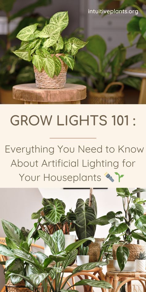 Read our comprehensive guide to indoor plant grow lights. Learn why artificial lighting is essential for your indoor plant care🌟. Understand the science of light wavelengths and discover what your houseplants need 🌈. Compare LED and fluorescent lights to find the best fit for your green oasis 💡. ⏰. Plus, don't miss our pro tips for using artificial lighting effectively, ensuring your houseplants not only survive but thrive 📏. Read now! Mantle Grow Lights, Aesthetic Grow Light Set Up, Indoor Plant Lighting Ideas, Artificial Light For Plants, Grow Lights For Houseplants, Bright Light Plants, Plant Grow Lights, Indoor Plant Lights, Seedlings Indoors