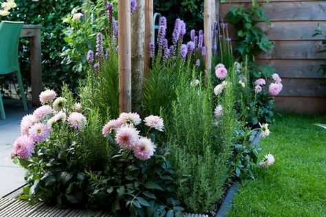 Garden Dividers, Cottage Garden Borders, Planting Dahlias, Garden Hedges, Hardy Geranium, Small Balcony Garden, Dahlias Garden, Growing Dahlias, Aesthetic Garden