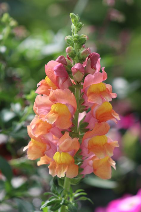 Snapdragon... Dragonsnap Flowers, Snapdragon Bouquets, Juliette Tattoo, Orange Snapdragons, Orange Snapdragon, Snapdragon Wedding, Snapdragons Flowers, Bee Mascot, Snap Dragons