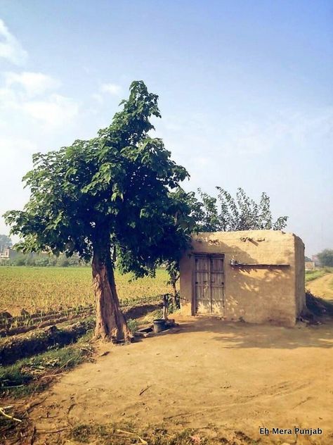 Punjab Pind Photography, Punjab Village Photography, Village Life Photography, Farming Village, Punjab Culture, Rural Photography, Punjabi Culture, Freedom Furniture, Pure Life