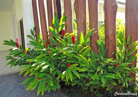 Plumeria Pudica, Florida Plants, Garden Layout Vegetable, Garden Edging, Perennial Garden, Plant Species, Garden Layout, Veggie Garden, Back Patio