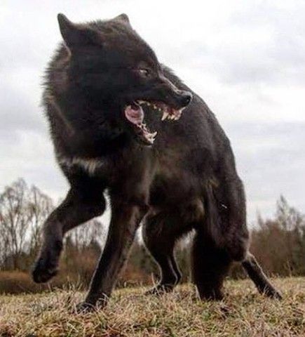 Wolf Poses, Animal Study, Pretty Animals, Bad Dog, Wild Dogs, Wolf Dog, Black Wolf, Black Dog, Animal Photo