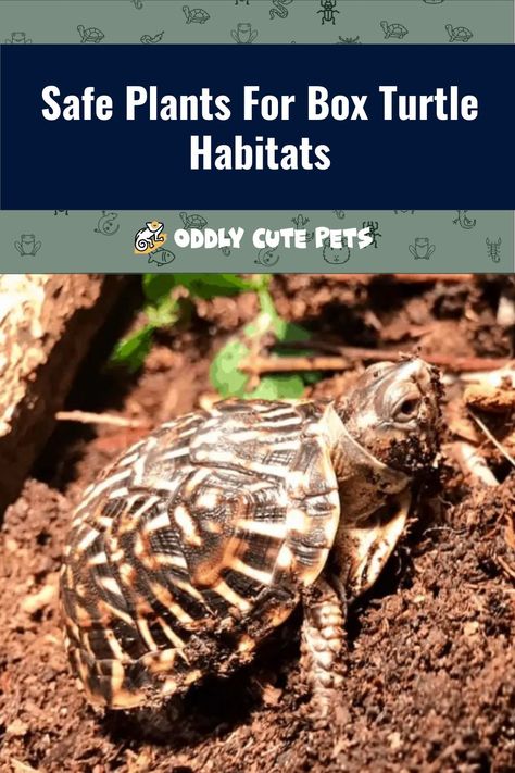 Safe Plants For Box Turtles, Turtle Enclosure Ideas, Box Turtle Habitat Indoor Diy, Box Turtle Habitat Outdoor, Box Turtle Habitat Indoor, Outdoor Turtle Habitat, Box Turtle Enclosure, Box Turtle Habitat, Turtle Enclosure