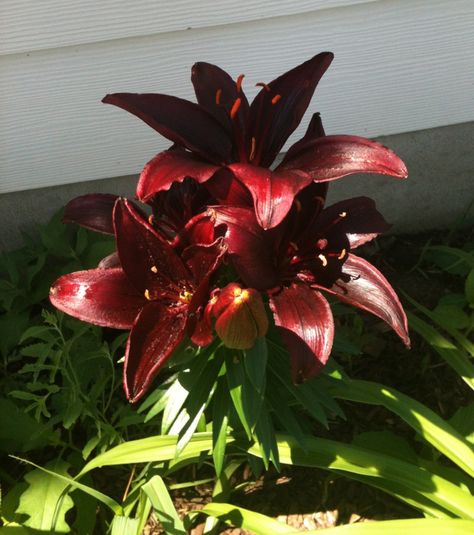 Landini Lily--deep red, almost black Dark Red Flowers Aesthetic, Dark Red Flowers, Deep Red Flowers, Red Lilies, Lily Wallpaper, Red Lily, Gothic Garden, Dark Flowers, Nothing But Flowers