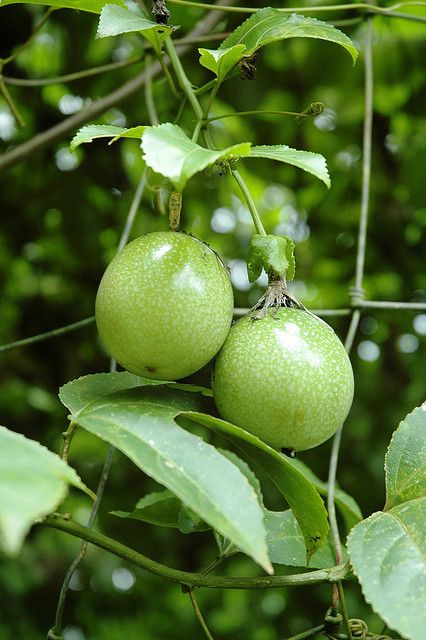 Young Passion fruit (Passiflora edulis) by Victor and Patricia Ocampo, via Flickr Passion Fruit Photography, Passionfruit Flower, Passion Fruit Plant Growing, Growing Passion Fruit, Passionfruit Vine, Passion Fruit Plant, Tropical Countries, Growing Fruit Trees, Vegetarian Lunch