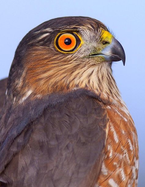 Raptor Bird Of Prey, Earth Animals, Bird Study, Sharp Shinned Hawk, Raptors Bird, List Of Birds, Hawk Bird, Boreal Forest, Wild Creatures