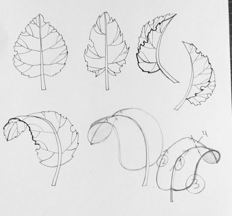 Plant Tutorial Drawing, How To Draw Flower Petals, Botanical Drawings Tutorial, Plant Sketch Pencil, Simple Botanical Drawings, How To Draw Leaves, Leaf Drawing Simple, Simple Leaf Drawing, How To Draw Flowers Step By Step