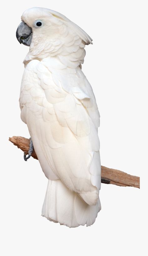 White Cockatoo, Parrot Tattoo, White Parrot, Parrot Wallpaper, Fox Pictures, Rex Cat, Funny Parrots, Wildlife Paintings, Australian Birds