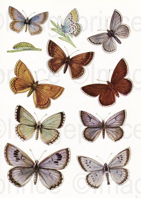 🧭Vintage butterfly clipart - Instant Download

Download these beautiful vintage butterfly clipart for your digital scrapbooking, collage, junk journal, and other creative projects. Perfect for adding a touch of vintage charm to your work!

#vintage #butterfly #clipart #digitalscrapbooking #collage Vintage Design For Scrapbook, Digital Art Journal, Vintage Butterfly Print, Vintage Scrapbook Paper, Butterfly Clipart, Scrapbook Organization, Flower Illustrations, Scrapbook Printing, Scrapbook Flowers