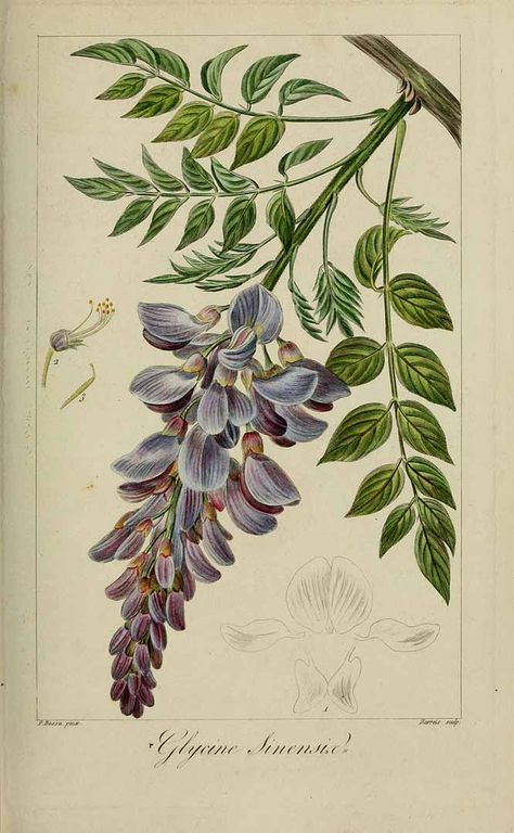 Wisteria Sinensis, Science Illustration, Illustration Botanique, Botanical Illustration Vintage, Vintage Botanical Prints, Botanical Painting, Scientific Illustration, Botanical Drawings, Plant Illustration