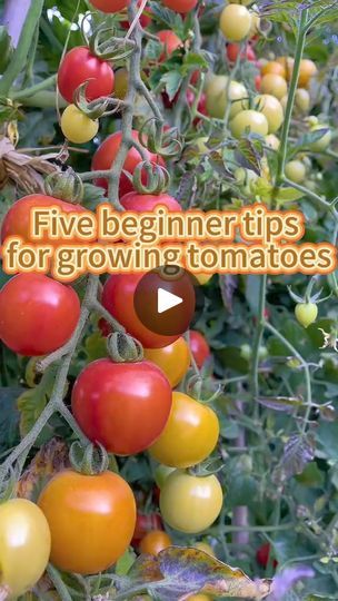 1.4K views · 22 reactions | 5 tips for growing tomatoes #tips #gardening | Ramos Mark | Ramos Mark · Original audio Tomato Farm, Tomatoes Garden, Tips For Growing Tomatoes, Gardening Planting, Christmas Vases, Porch Uk, Plant Hacks, Front Porch Ideas Curb Appeal, Tomato Garden