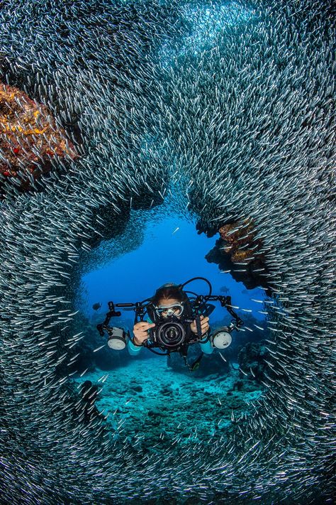 Thrilling “Silver Rush” an added Summer Dive Adventure in the Cayman Islands Scuba Diving Photography, School Of Fish, Underwater Photographer, Underwater Photos, Underwater Life, Coral Reefs, Scuba Diver, Ocean Creatures, Underwater Photography