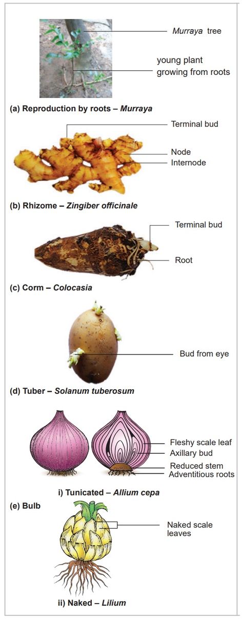 Vegetable Propagation, Vegetative Propagation Plants, Plant Kingdom Notes Neet, Morphology Of Flowering Plants Notes For Neet, Node Propagation, Respiration In Plants Notes, Reproduction In Flowering Plants Notes, Vegetative Reproduction, How To Plant Carrots