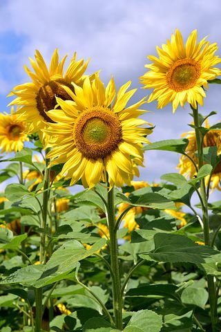 10,000+ Sunflower Images & Pictures [HD] - Pixabay Maine In The Fall, Sunflower Images, Sunflower Photography, Sunflower Pictures, Animation Sketches, Sunflower Wallpaper, Sunflower Field, Sunflower Art, Sunflower Painting