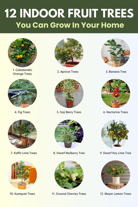 Here are 12 indoor fruit trees Fruit Tree In Container, How To Grow Fruit Trees In Pots, Indoor Fruit Plants, Indoor Fruit Trees, Key Lime Tree, Fruit Trees In Containers, Kumquat Tree, Meyer Lemon Tree, Plant Inspiration