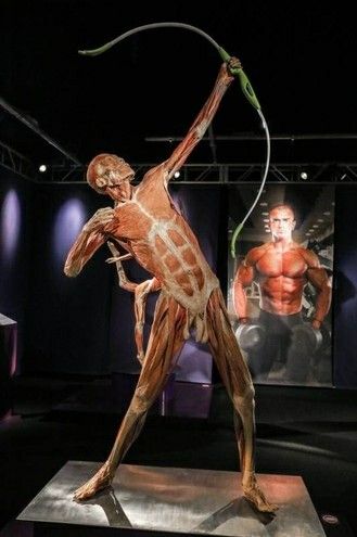 Human Archer, Archer Nursing, Horse Archer Art, Gunther Von Hagens, Anatomy Classroom, Archer Show, Archer Sculpture, Terryl Whitlatch, Post Mortem Pictures