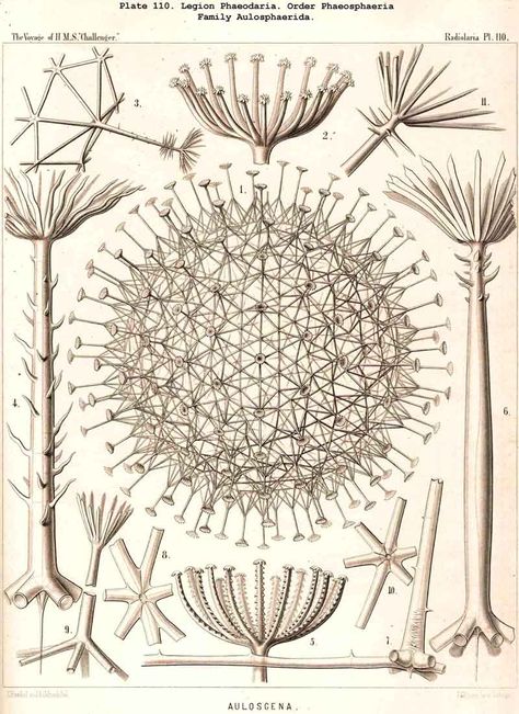 Dandelion Structure, Saint Fiacre, Biomimicry Architecture, Natural Form Art, Organic Structure, Pavilion Design, Bio Art, Math Art, Botanical Drawings