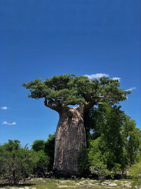 #earthday #mothernature #tree #madagascar Madagascar Plants, Madagascar Landscape, Baobab Tree Black And White, Famous Trees, Baobab Trees In Madagascar, Baobab Tree, Big Tree, Madagascar, Tree Of Life