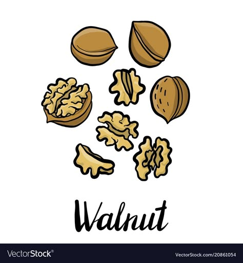 Walnuts Illustration, Walnut Illustration, Walnut Drawing, Food Platter, Paint Vector, Brain Art, Walnut Tree, Watercolor Tulips, Plant Vector