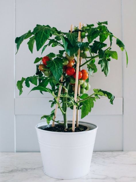 Container Tomatoes: Tips On Growing Tomatoes In Containers Organic Fertilizer For Vegetables, Container Tomatoes, Tomatoes In Pots, Watering Tomatoes, Plant Tomatoes, Tomatoes In Containers, Composting Methods, Tomato Fertilizer, Tips For Growing Tomatoes