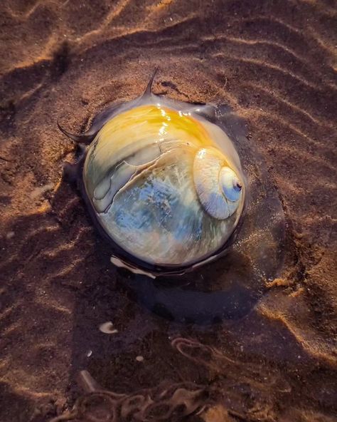 Moon snail still in shell Moon Snail, Beach Finds, Sealife, Sea Glass, More Photos, Shells, Moon, Books, Animals