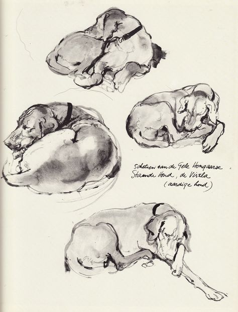 Let sleeping dogs lie Dog Lying Down, Dog Lying Down Drawing, Dog Laying Down, Dog Laying Down Drawing, Dog Sleeping Illustration, Dog Sleeping Drawing, Dog Lying On Back, Kai Tattoo, Beetle Tattoo