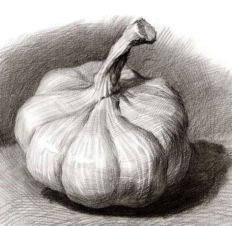 Pencil Hatching Sketch, Garlic Drawing, Cross Hatching Drawing, Hatching Drawing, Hatch Drawing, Still Life Sketch, Vegetable Drawing, Life Sketch, Fruits Drawing