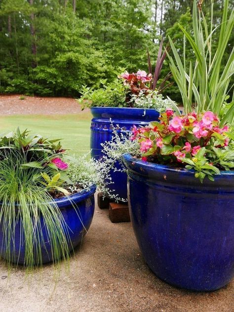 Blue Pots In The Garden, Cobalt Blue Planters, Blue Plant Pots, Blue Flower Pots, Blue Pots, Garden Landscaping Design, Patio Paradise, Cactus Garden Landscaping, Modern Garden Landscaping