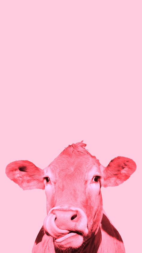 Christmas Cow Wallpaper, Strawberry Cow Wallpaper, Pink Cow Print Wallpaper, Cow Wallpaper, Cow Print Wallpaper, Kawaii Strawberry, Strawberry Cow, Christmas Cow, Black Phone Wallpaper