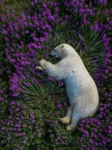 Arctic Flowers, Photo Ours, Save The Polar Bears, Wild Photography, Wild Spirit, At Peace, Bear Cubs, Cute Cats And Kittens, Cool Pets