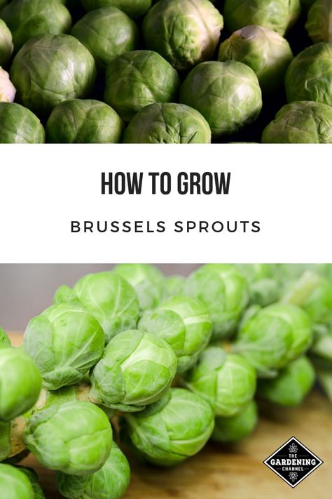 Brussel Sprout Plant, Growing Vegetables From Seeds, Fast Growing Vegetables, Small Cabbage, When To Plant Vegetables, Fall Gardening, Barrel Projects, Vegetable Garden Planning, Gardening Gear