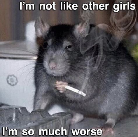 Rattus Rattus, Funny Rats, Cute Rats, A Rat, Rat Terriers, Pet Rats, Funny Animal Pictures, Animal Memes, Reaction Pictures