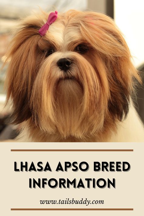 Learn Everything about Lhasa Apso Dogs. Starting from Lhasa Apso puppies to their care, maintenance and Lhasa Apso Grooming, Click here to know all about Lhasa Apso. #lhasaapso #lhasaapsogrooming #lhasaapsopuppies #lhasaapsodogs #lhasaapsoinformation Laso Apso Dogs, Lhasa Apso Dogs, Lhasa Apso Grooming, Lhasa Apso Puppies, Homemade Dog Toys, Diy Dog Toys, Lhasa Apso, Lhasa, Homemade Dog