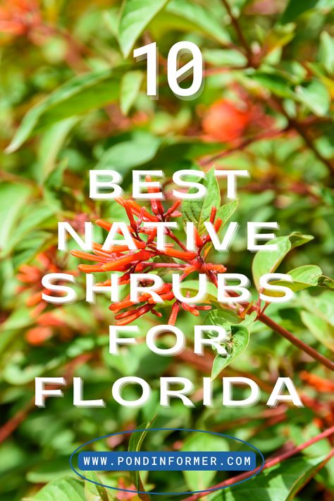 Check out these vibrant native shrubs that will add robustness and beauty to your outdoor space—perfect for Florida gardens. #FloridaGardens #NativeShrubs #FloridanFlora Shade Garden Florida, Florida Landscaping Ideas Front Yards Native Plants, Firebush Plant Florida, English Garden In Florida, Seawall Landscaping, Florida Native Plants Landscapes, Florida Native Landscaping, Florida Garden Ideas, Central Florida Landscaping Ideas