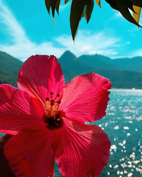 Hibiscus Flower Aesthetic, Summer Pink Aesthetic, Hibiscus Aesthetic, Island Flowers, Hawaii Flowers, Beach Wall Collage, Beach Flowers, Shotting Photo, Nothing But Flowers