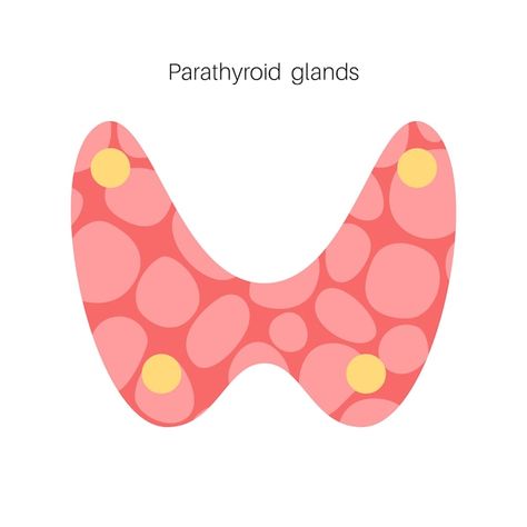 Parathyroid Gland, Vertical Sleeve Gastrectomy, Teeth Anatomy, Clinical Chemistry, Medical School Life, Sleeve Gastrectomy, Pituitary Gland, Infographic Illustration, Migraine Headaches