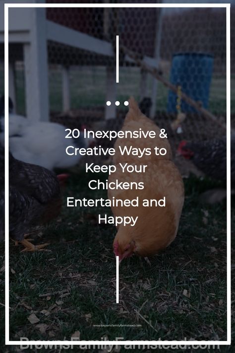 Just like any other animal, chickens need stimulation and entertainment to keep them happy and healthy. Boredom can lead to negative behaviors like pecking and aggression, so it’s important to provide your flock with plenty of activities to keep them occupied. Here are some simple and fun chicken enrichment ideas to try.Table of Contents • Why is Chicken Enrichment Important? • Auditory Enrichment • Nutritional Enrichment • Physical Enrichment • Social & Visual Enrichment • 20 Ideas For Chicken Chicken Pin Ideas, Chicken Run Ideas Toys, Keeping Chickens Entertained, Chicken Run Enrichment Ideas, Fun Things For Chickens To Do, How To Keep Chickens Entertained, Entertainment For Chickens, Chicken Bordem Busters, Chicken Coop Enrichment Ideas