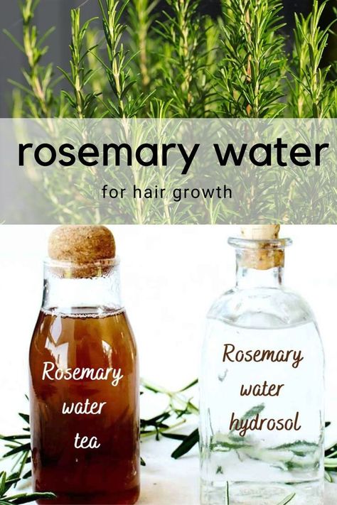 Rosemary water has been valued for its healing properties for centuries. In the Middle Ages, people believed boiling rosemary in water and washing their faces and hair would make them prettier. If you have rosemary in your garden and wonder what to do with it, making rosemary water may be the best use to enhance your hair and scalp health. Uses For Rosemary, Hair Growth Long, Rosemary Water For Hair Growth, Rosemary Water For Hair, Long And Healthy Hair, Rosemary Hair Growth, Rosemary Water, Rosemary Oil, Scalp Health