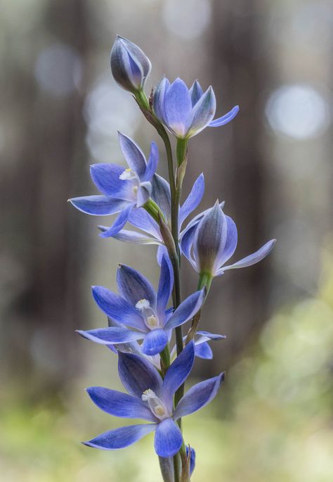 Blue Flowers Reference, Blue Mistflower, Blue Gentian Flower, Blue Freesia, Plant Reference, Madagascar Periwinkle Flower, Australian Wildflowers, Blue Plants, Blue And Purple Flowers