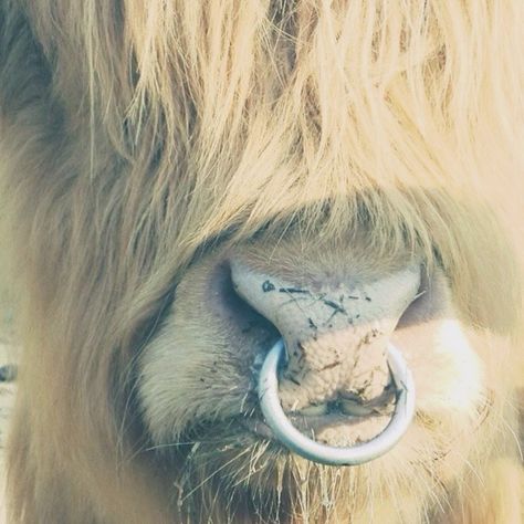 Cow Nose Drawing, Cow Nose Ring, Costume Portfolio, Bull Nose Ring, Cow Nose, Bestie Board, Card Tattoo Designs, Cow Face, Nose Drawing