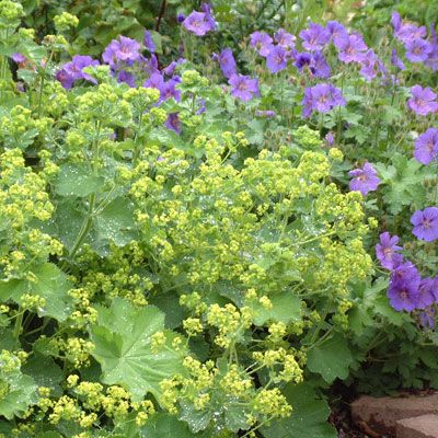 Geranium Magnificum, Plant Companions, Alchemilla Mollis, Herbaceous Border, Perennial Border, Planting Plan, Border Plants, Plant Combinations, Shade Plants