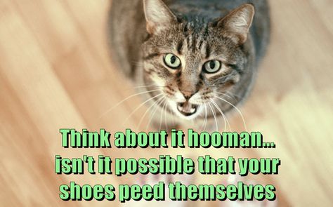 Sweet Sayings, Cheezburger Cat, Sweet Quotes, Funny Cat Memes, Think About It, Have A Laugh, The Funny, Silly Cats, Funny Cat