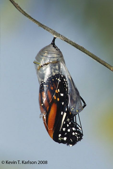 Beautiful photo of butterfly emerging from coccoon. Butterfly Emerging From Cocoon Tattoo, Butterfly Cocoon Drawing, Butterfly Cocoon Tattoo, Butterfly Emerging From Cocoon, Butterfly Architecture, Cocoon To Butterfly, Emerging Butterfly, Cocoon Butterfly, Cocoon Art