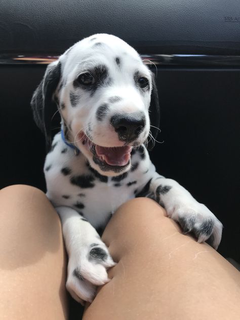 Baby Dalmation, Dalmation Puppies, Dalmatian Puppy, Dalmatian Dogs, Goldendoodle Puppy, Silly Dogs, Tiny Dogs, Baby Puppies, Cute Dogs And Puppies