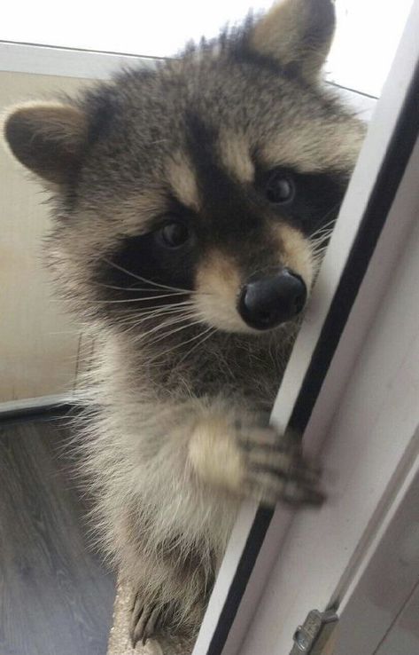 Ringtail Cat, Barty Crouch, Barty Crouch Jr, Pet Raccoon, Cute Raccoon, Raccoon Funny, Pretty Animals, Fascinating Facts, Little Critter